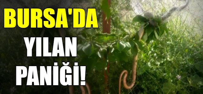 Bursa'yı yılanlar bastı