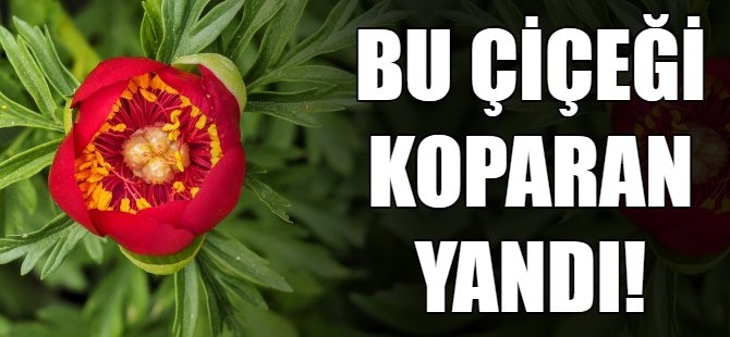 Bu çiçeği koparan yandı
