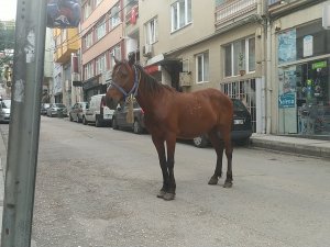 Bursa sokakları atlara kaldı