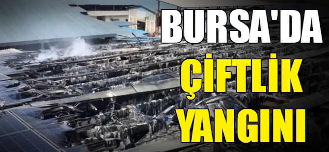 Bursa'da çiftlik yangını