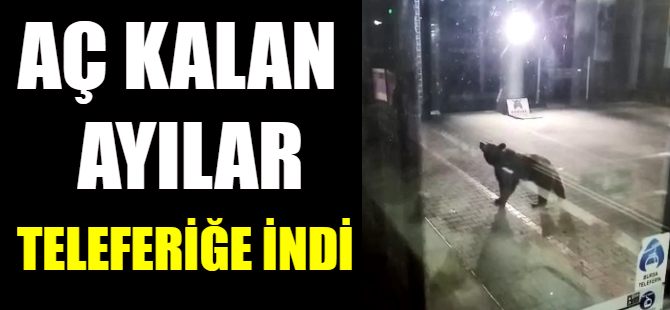 Aç kalan ayılar teleferiğe indi