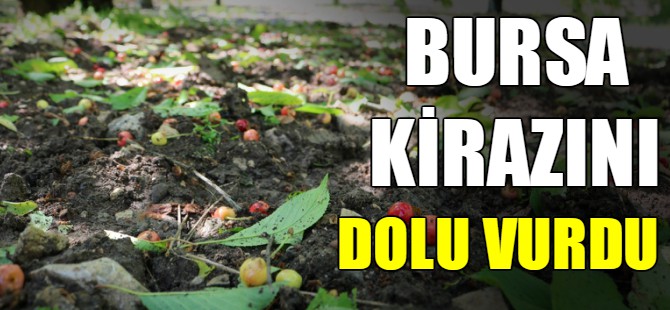 Bursa kirazını dolu vurdu