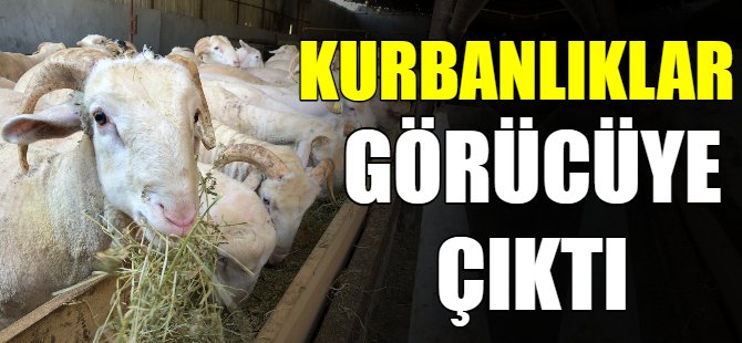 Kurban pazarı açıldı