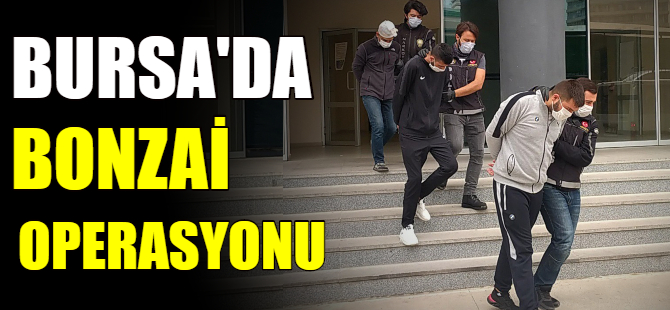 Bursa'da bonzai operasyonu