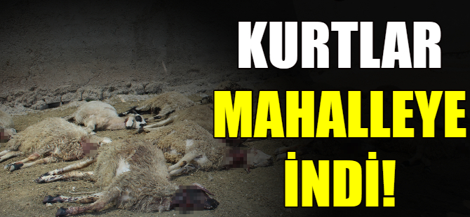 Kurtlar mahalleye indi!