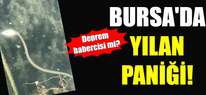 Bursa'da yılan paniği!
