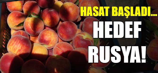 Hasat başladı...Hedef Rusya...