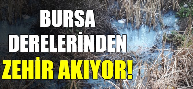 Bursa derelerinden zehir akıyor!