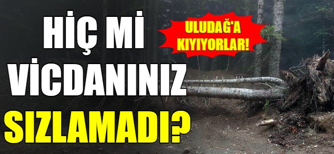 Uludağ'da ağaç katliamı!