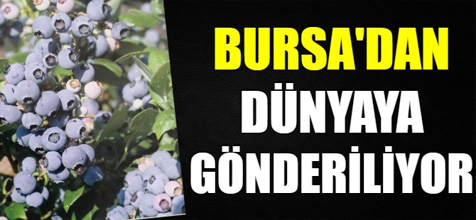 Bursa'dan dünyaya ihraç ediliyor