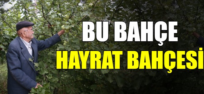 Bu meyveler 23 yıldır ücretsiz!