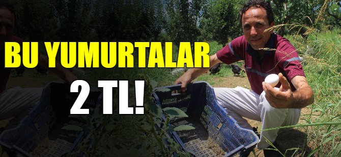Bu yumurtalar 2 TL!