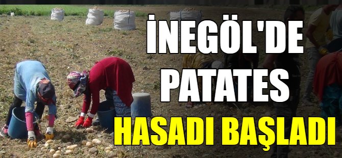 Bursa'da patates hasadı