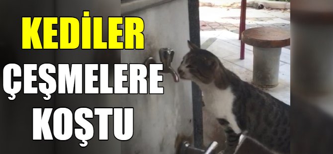 kediler çeşmelere koştu