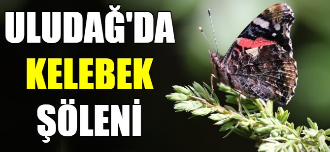 Uludağ'da kelebek şöleni
