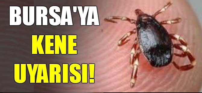 Bursalılara kene uyarısı!