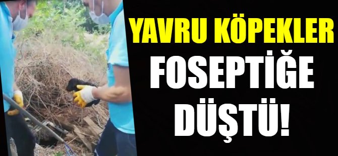 Bursa'da köpek kurtarma operasyonu