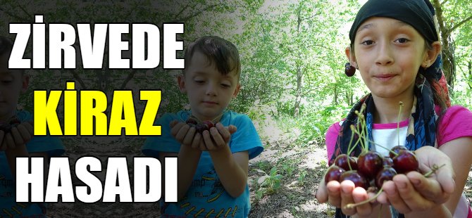 Bin 300 rakımda kiraz hasadı