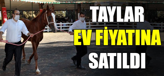 Bu taylar ev fiyatına!