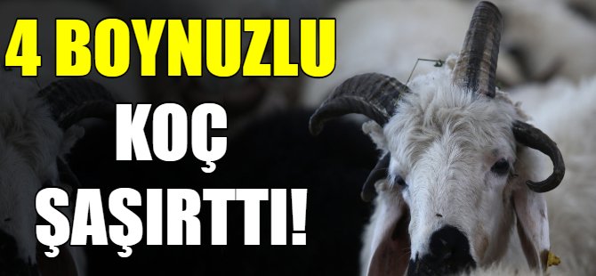 4 boynuzlu koçu görenler şaşırıyor!