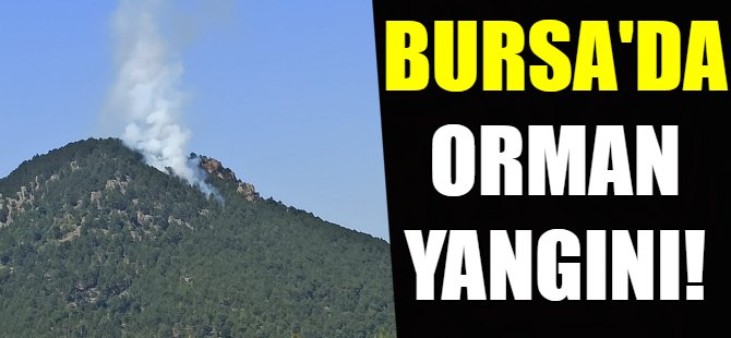 Bursa'da orman yangını!