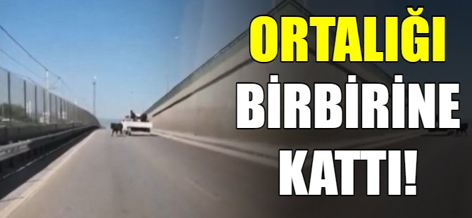 Kaçan danalar ortalığı birbirine kattı
