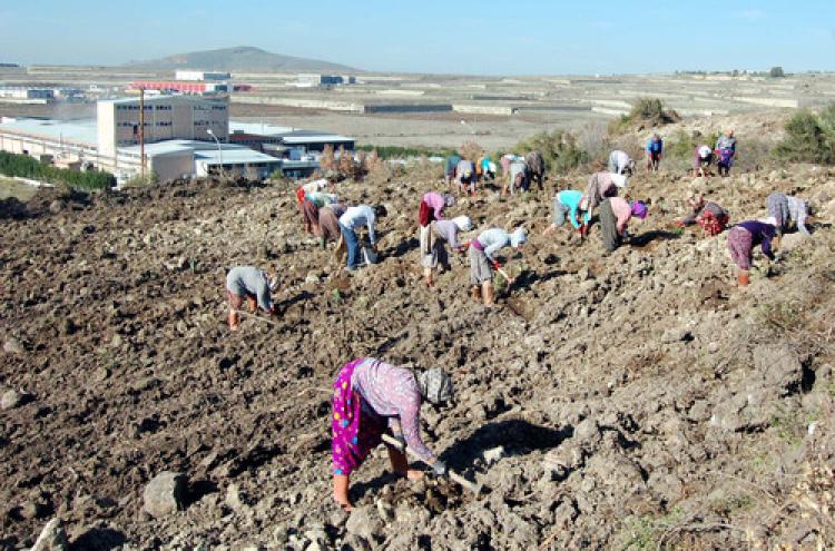 Aliağa Organize Sanayi Bölgesi'ne iki yılda 140 bin fidan dikildi