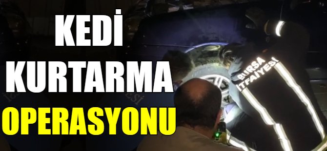 Kedi kurtarma operasyonu!