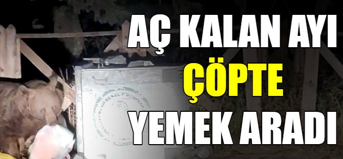 Aç kalan ayı çöpleri karıştırdı