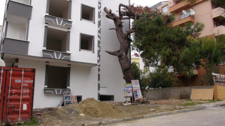 Tarihi ağaçların yerine bina dikildi
