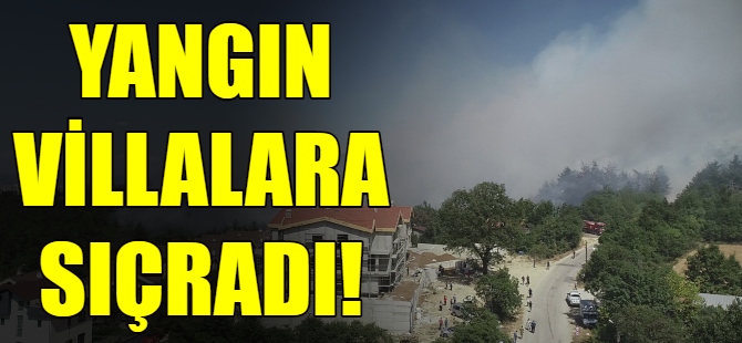 Bursa'da orman yangını!