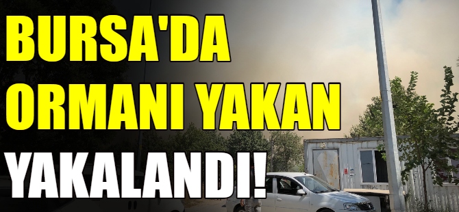 Bursa'da ormanı yakan yakalandı