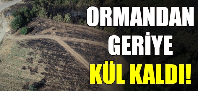 Bursa'daki orman küle döndü