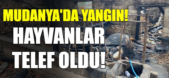 Mudanya'da yangın!
