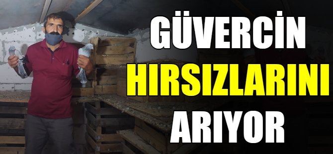 Güvercin hırsızlarını arıyor!