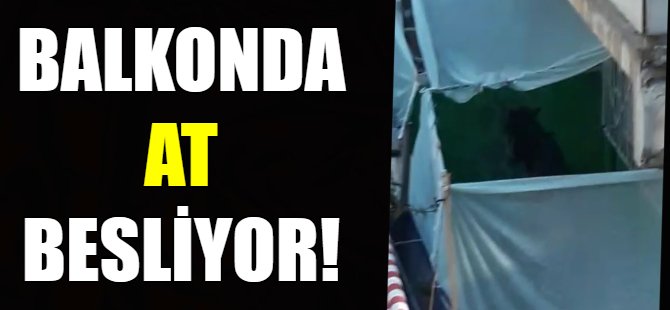 Balkonda at besliyor!