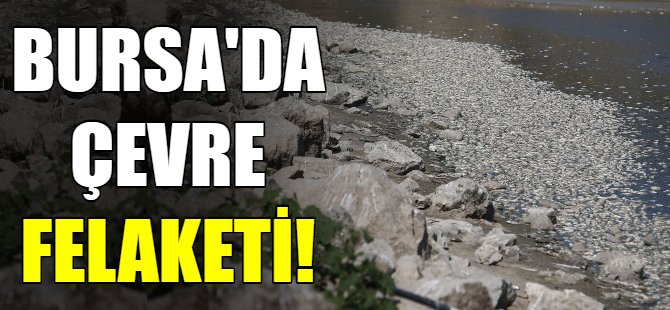 Bursa'da çevre felaketi!