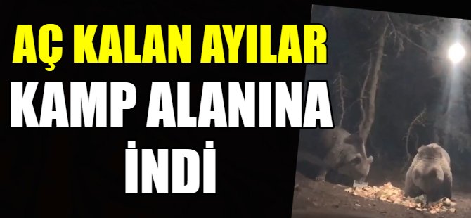 Aç kalan ayılar kamp alanına indi