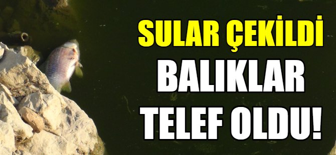 Sular çekildi balıklar telef oldu!