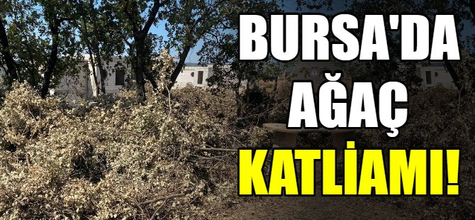 Bursa'da ağaç katliamı!