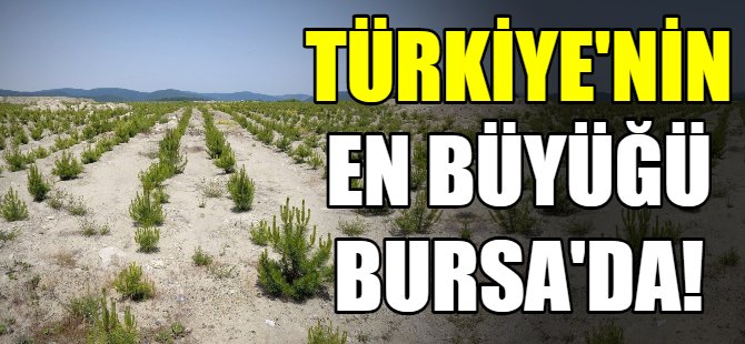 Türkiye'nin en büyüğü Bursa'da!