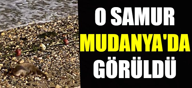 O samur Bursa'da ortaya çıktı