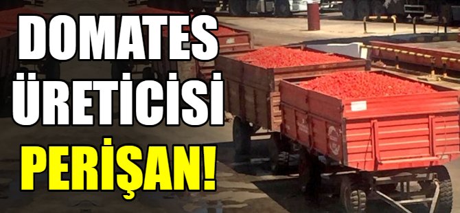 Domates üreticisi perişan!