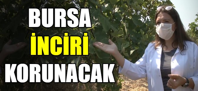 Bursa inciri korunacak