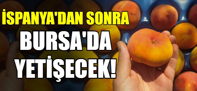 Artık Bursa'da yetişecek!