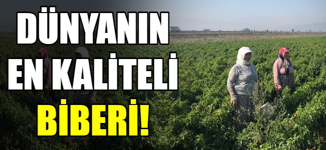 Dünyanın en kaliteli biberi Yenişehir'de