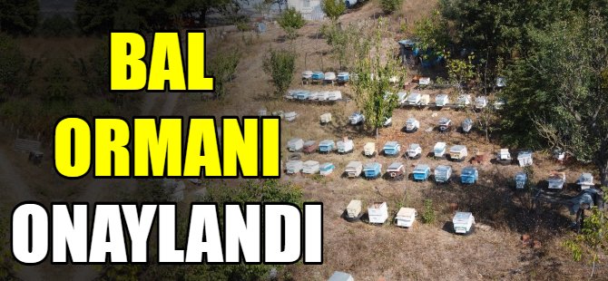 'Bal Ormanı' onaylandı!