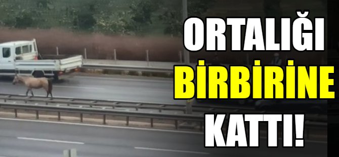 Ortalığı birbirine kattı!