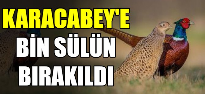 Karacabey'e bin sülün bırakıldı
