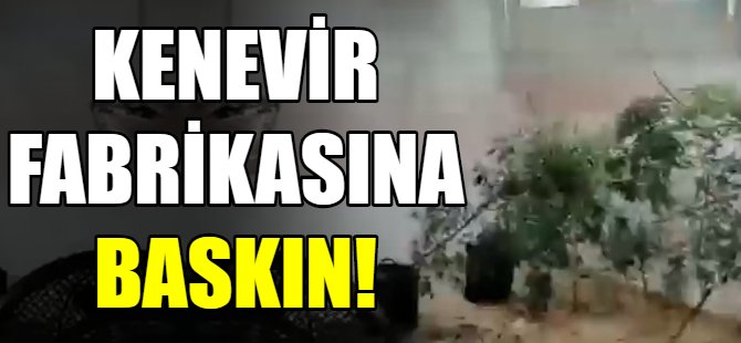 Kenevir fabrikasına baskın!